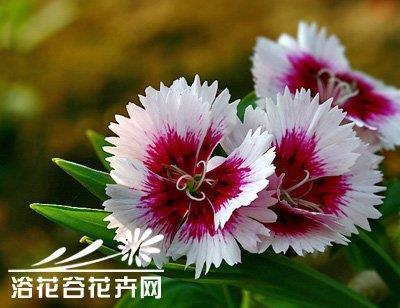 用情至深的唯美句子 形容用情至深的诗句 一段用情至深的话