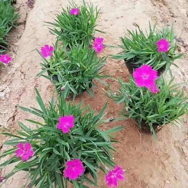 积极阳光的句子简短唯美(精选99句)