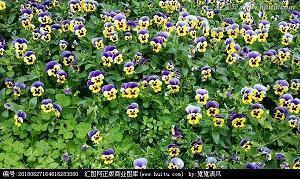 自己一个人挺好的句子 渐渐的明白其实一个人挺好的