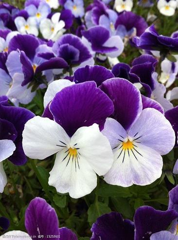 2022新年除夕祝福语朋友圈最新(精选67句)