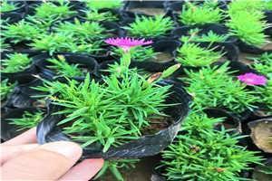 心情低落伤心难过的句子锦集16句