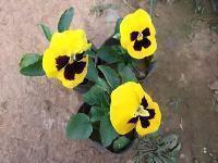 沿途风景唯美句子