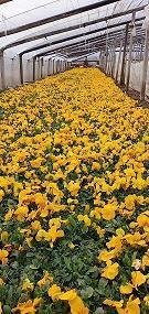 2021清明节朋友圈文案唯美句子71句