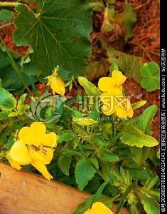 桂花发朋友圈文案 桂花飘香的唯美句子(精选45句)