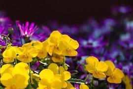 三年级积累好词好句(精选86句)