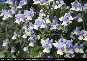 适合宣布领证的句子 结婚证发朋友圈说说汇总57句