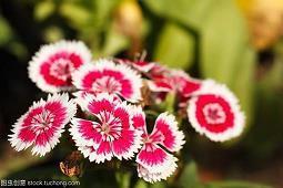 愿你开心的句子 愿你开心的唯美句子