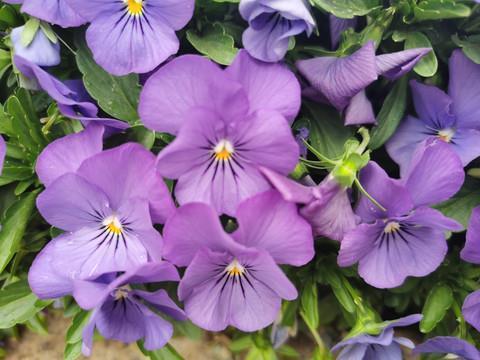 关于狼的谚语的句子和成语 有关狼的俗语歇后语大全