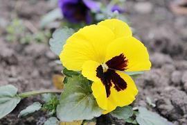 治愈心灵创伤的句子 问候不一定要慎重其事，但一定要真诚感人