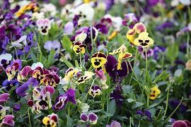 秋天第一杯奶茶心情文案2021年(精选84句)