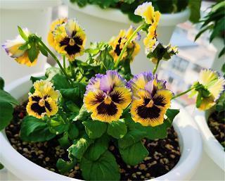 2020年唯美古风句子大全