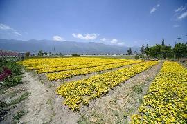 女人对男人太失望的句子