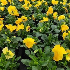 淡定的女人最优雅句子