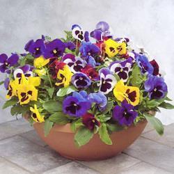 回首2020展望子抖音