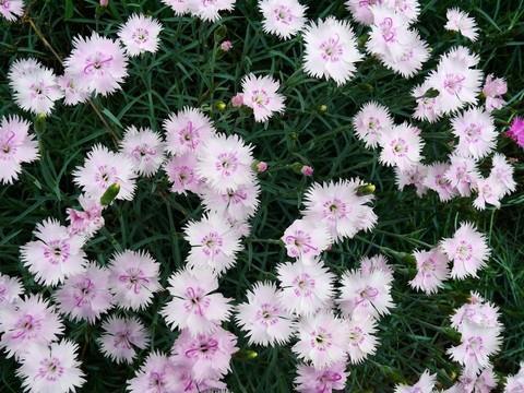 2021端午节传统节日祝福语句子集锦20句