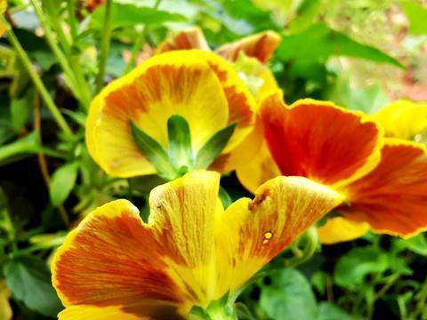 这个夏天很甜语录 关于夏天甜甜的文案(精选34句)