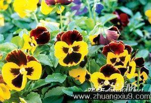 母亲节手抄报上写的名言名句