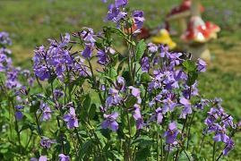 用琳琅满目造句大全