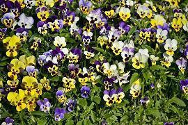 2021二十四小雪节气文案(精选76句)