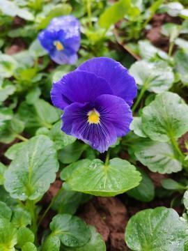 经典唯美的浪漫句子 简短浪漫的爱情句子