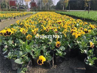 法制格言警句(精选94句)