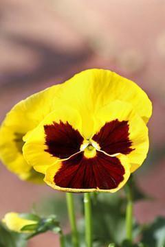 每日正能量句子