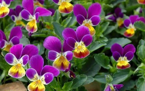 简短幽默生日祝福语文案