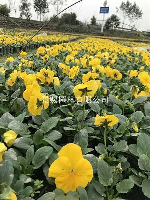 生活痛苦的句子心碎