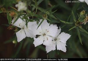 海贼王中励志的句子(35句)