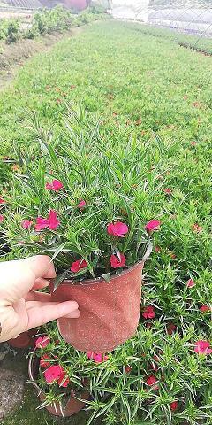闺蜜离别伤感的句子29句