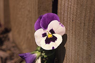 绿茶婊经典句子 让你印象深刻的茶言茶语