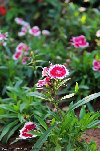 看到彩虹的心情的句子 用彩虹描写心情的句子摘抄27句