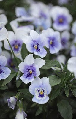 赞颂尊老爱幼的名言 有关尊老爱幼的名言