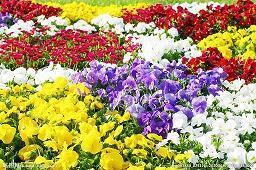 疫情正能量励志短句 西安防疫宣传(精选42句)