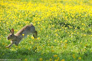 简短洒脱诗意的句子大全