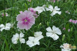 心碎说说短句子