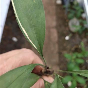 一句简短的话表达爱 有关于爱情的经典语录