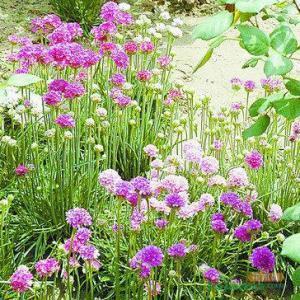 植树节朋友圈的唯美文案