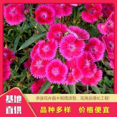2021祝兄弟生日快乐的句子(精选72句)