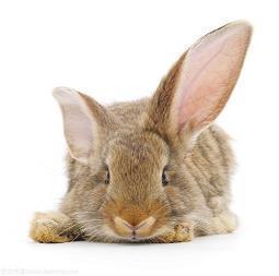 让人心疼的句子