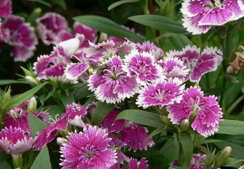 聊天幽默句子80句