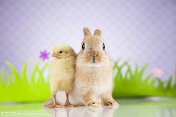 羡慕爱情句子 樱花的浪漫爱情句子(精选51句)