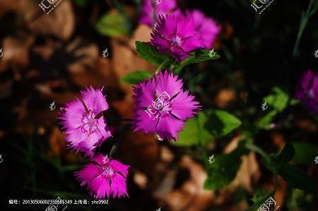 520节日微信朋友圈说说27句