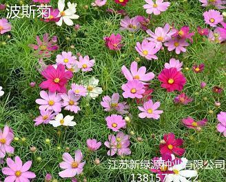 九月你好抖音文案简短干净2021年(精选113句)