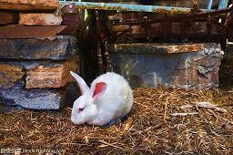 对人性失望的句子