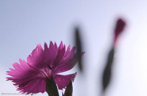 点赞率高的抖音文案 一发就会被秒赞的句子(精选77句)