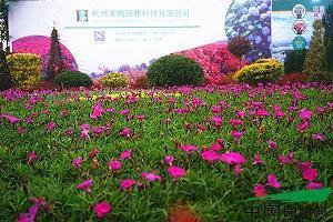 感恩父母的句子71句