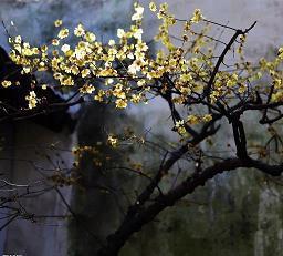 关于初恋的句子53句