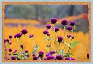 空灵有禅意的诗句-时光清浅处,一步一安然合集71句