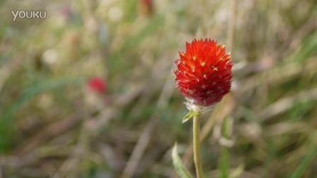 好心态的句子正能量